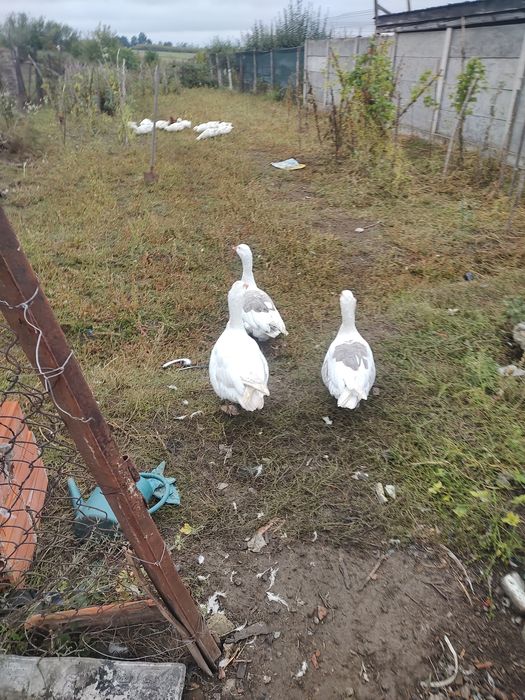Vând gâște  3 bucăți