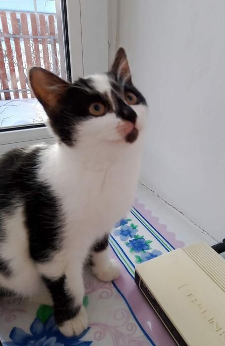 Отдам котенка бесплатно