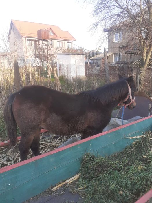 Vând mânzoc în vârstă de 8 luni