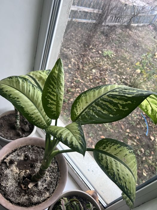 Дифенбахия район Айгуль