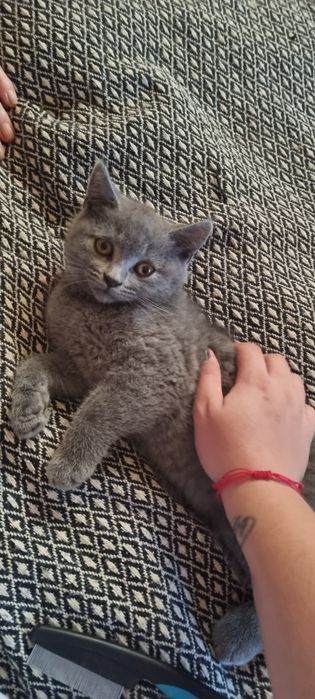 British shorthair