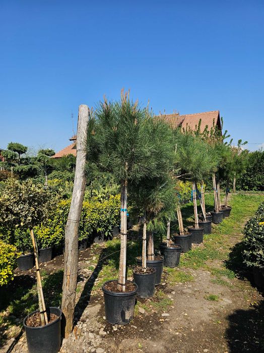 Tuia smarald lelandy braband spirale pon pon magnolia mesteacăn