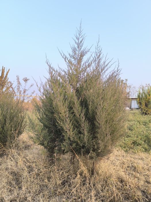 Көшет сатылады Можжевельник , Туя Продается саженцы рассада