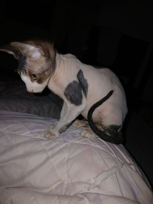 Продам котёнка канадский сфинкс