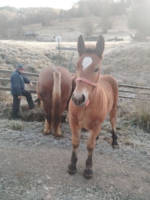 Vând mânză de 5 luni