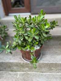 Planta Crassula Otava