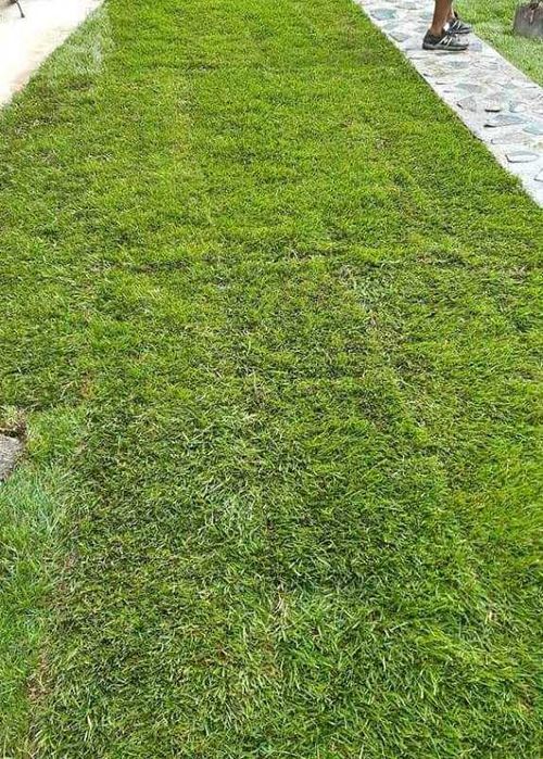 Gazon Rulou Sisteme de Irigare