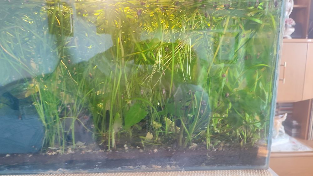 Vand schimb cu pesti plante acvariu