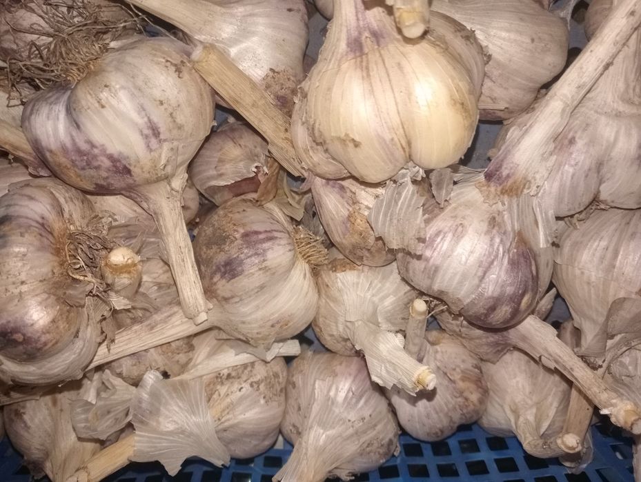 Продам чеснок крупный. Жгучий.