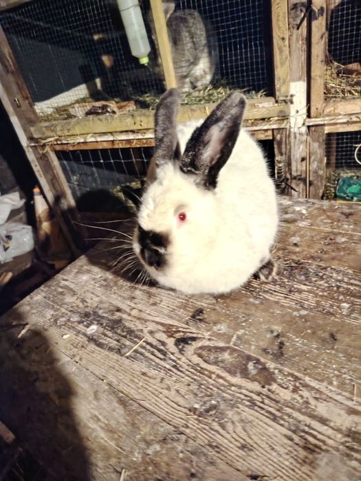 Vând femelă californian