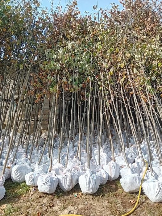 Va catalpa globulară la ghiveci