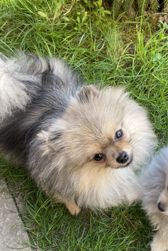 Pomeranian mini toy