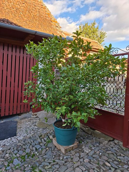 Lamai de 30 ani.plin cu lamai