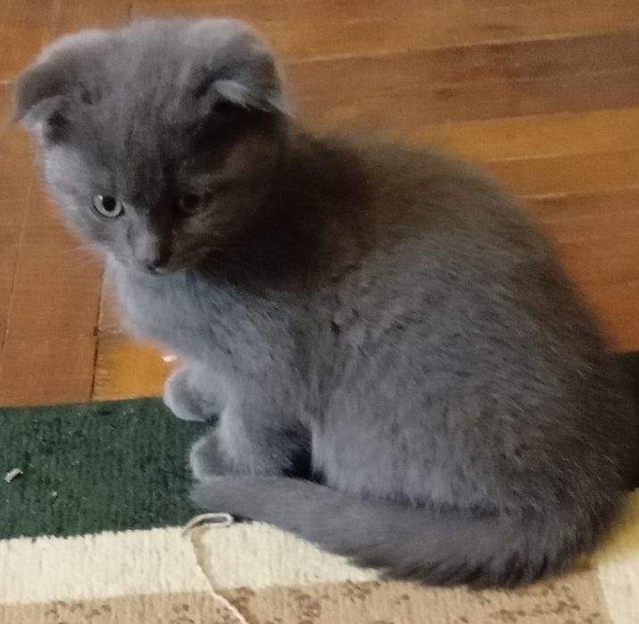 Вислоухие скотиш фолд котята