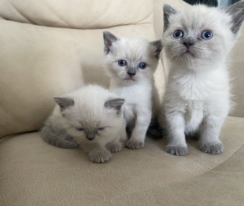 Продается котята скоттиш страйт