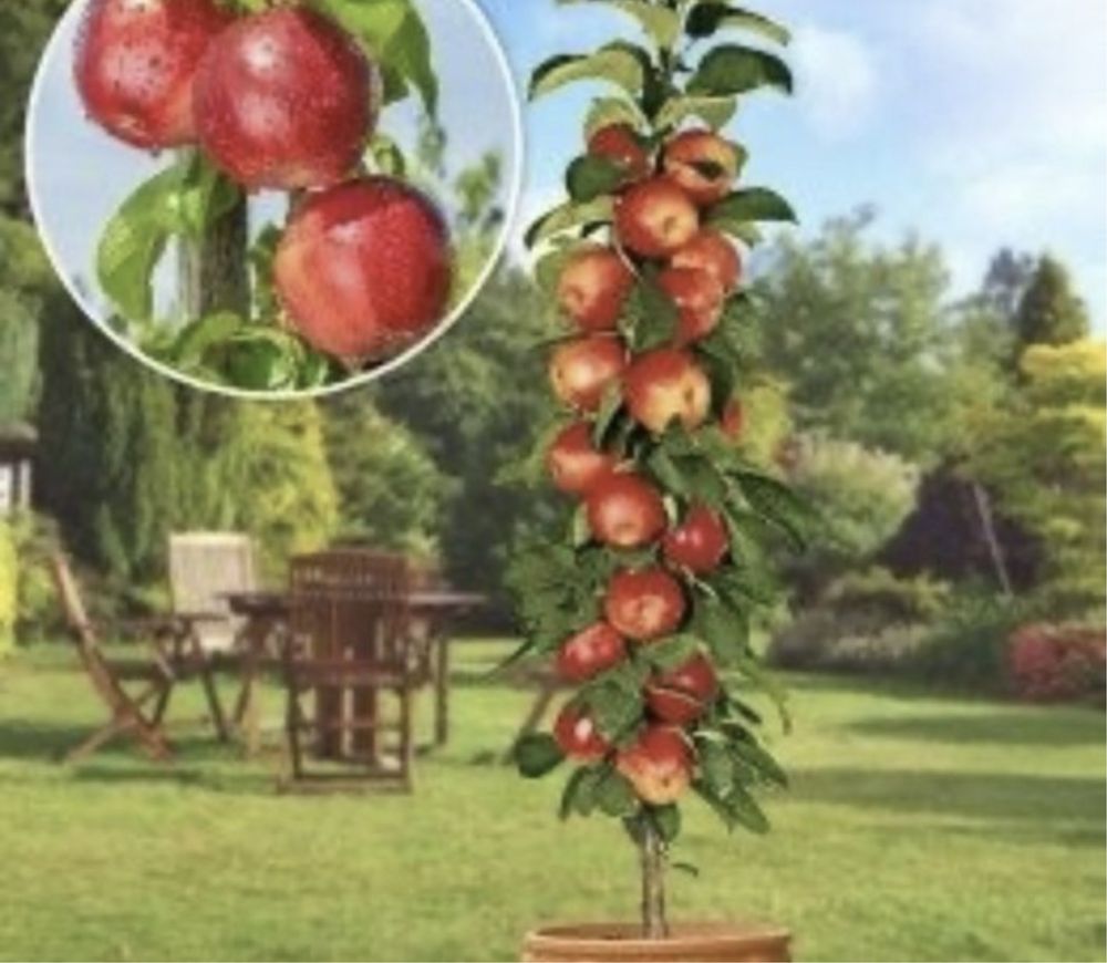 Pomi fructiferi columnari specifici zonele restranse