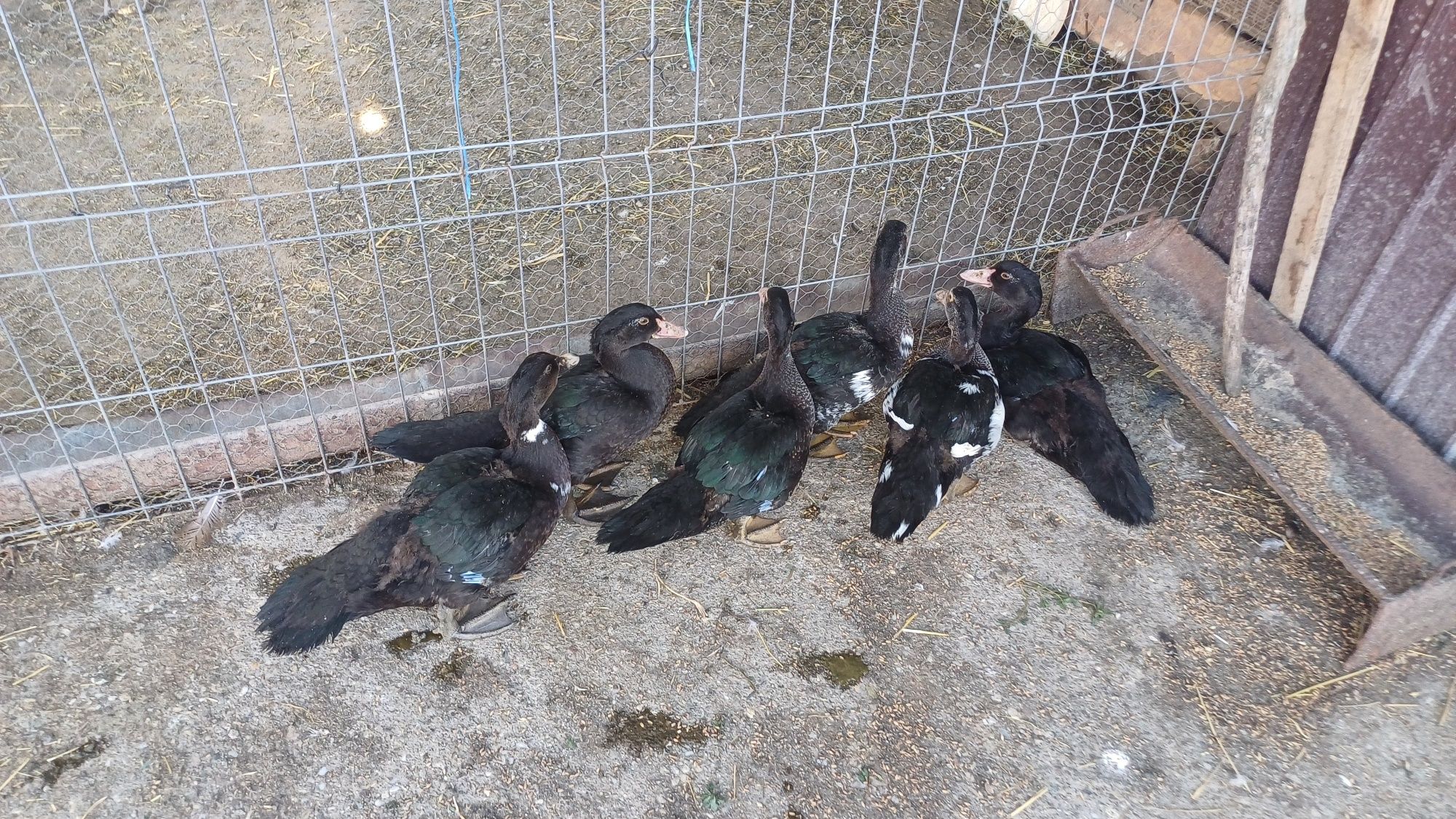 Vând 6 boboci de rață mută