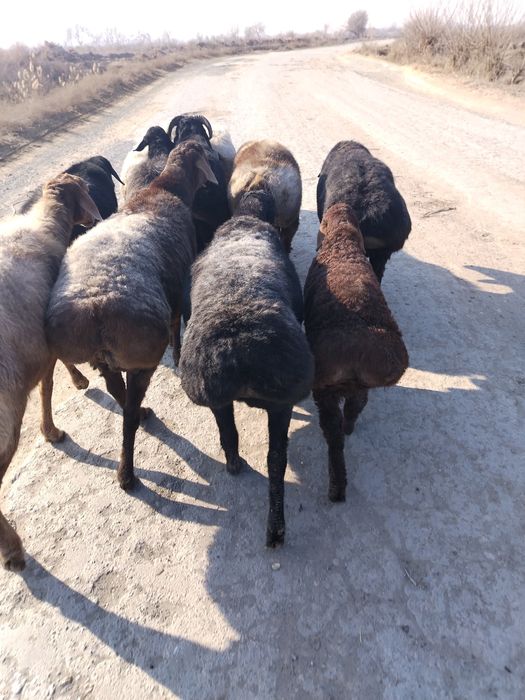 Qoylar sotiladi. Bugoz qoylar. Qochqorlari ham bor