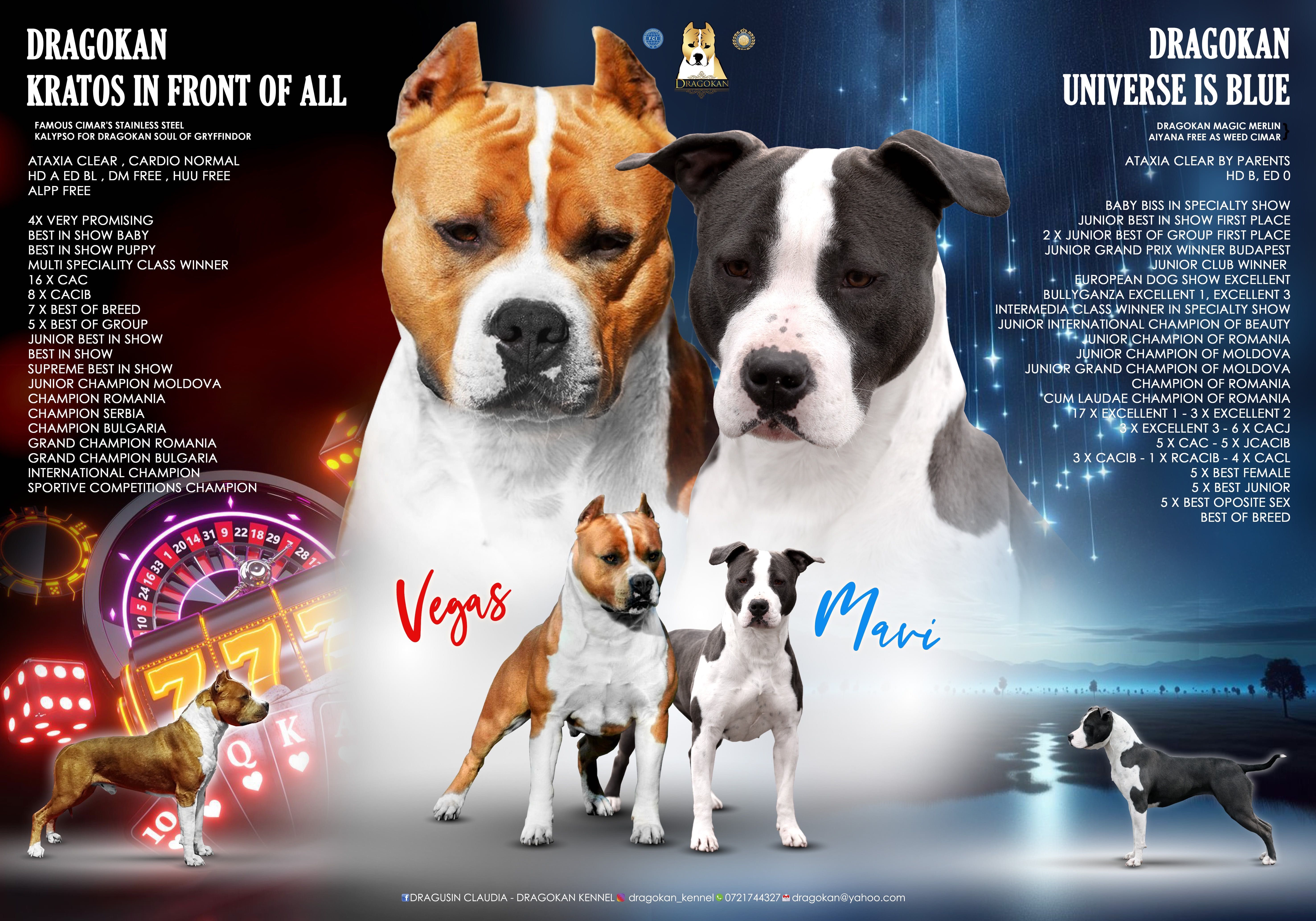 Amstaff rasă pură cu pedigree
