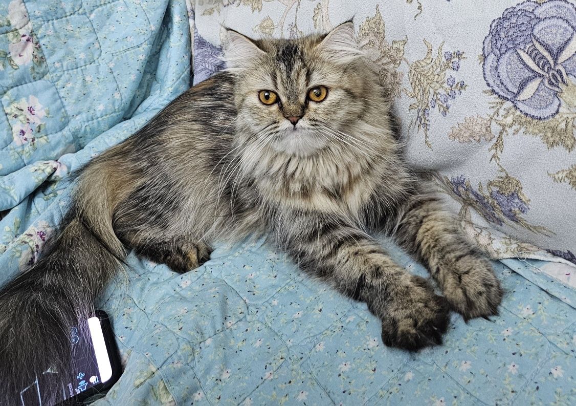 Продам Персидскую кошку 2 года