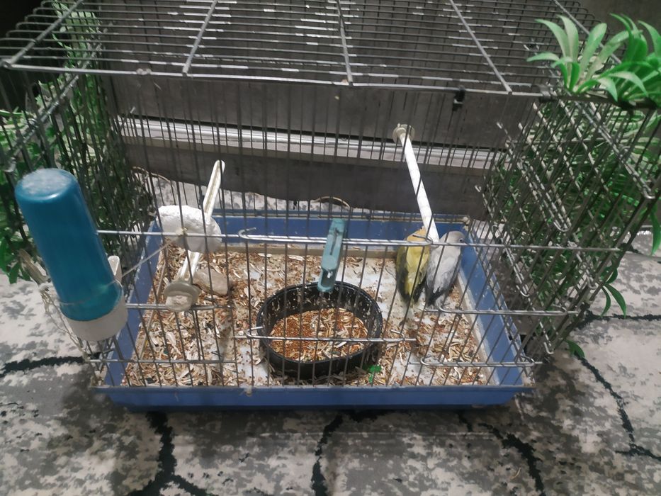 Тоти  куш сотилади.