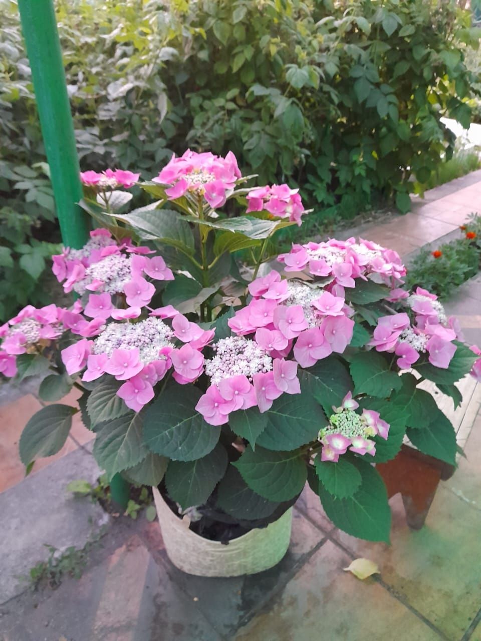Продам цветы для дома свадьбы и тд