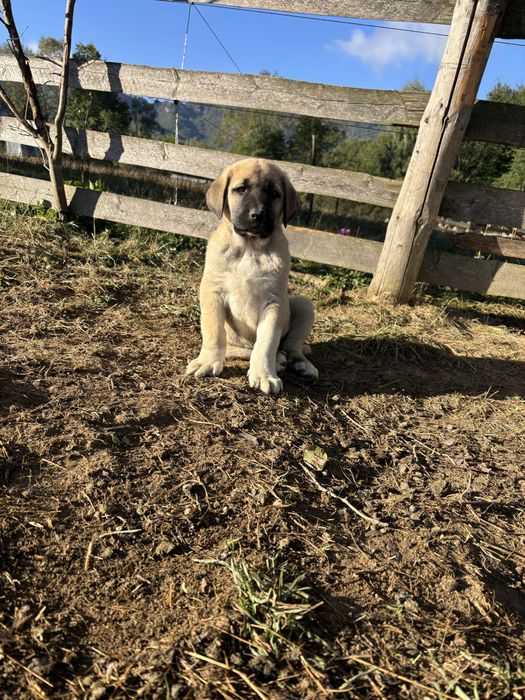 Catei kangal malakli cu pedigree FCI
