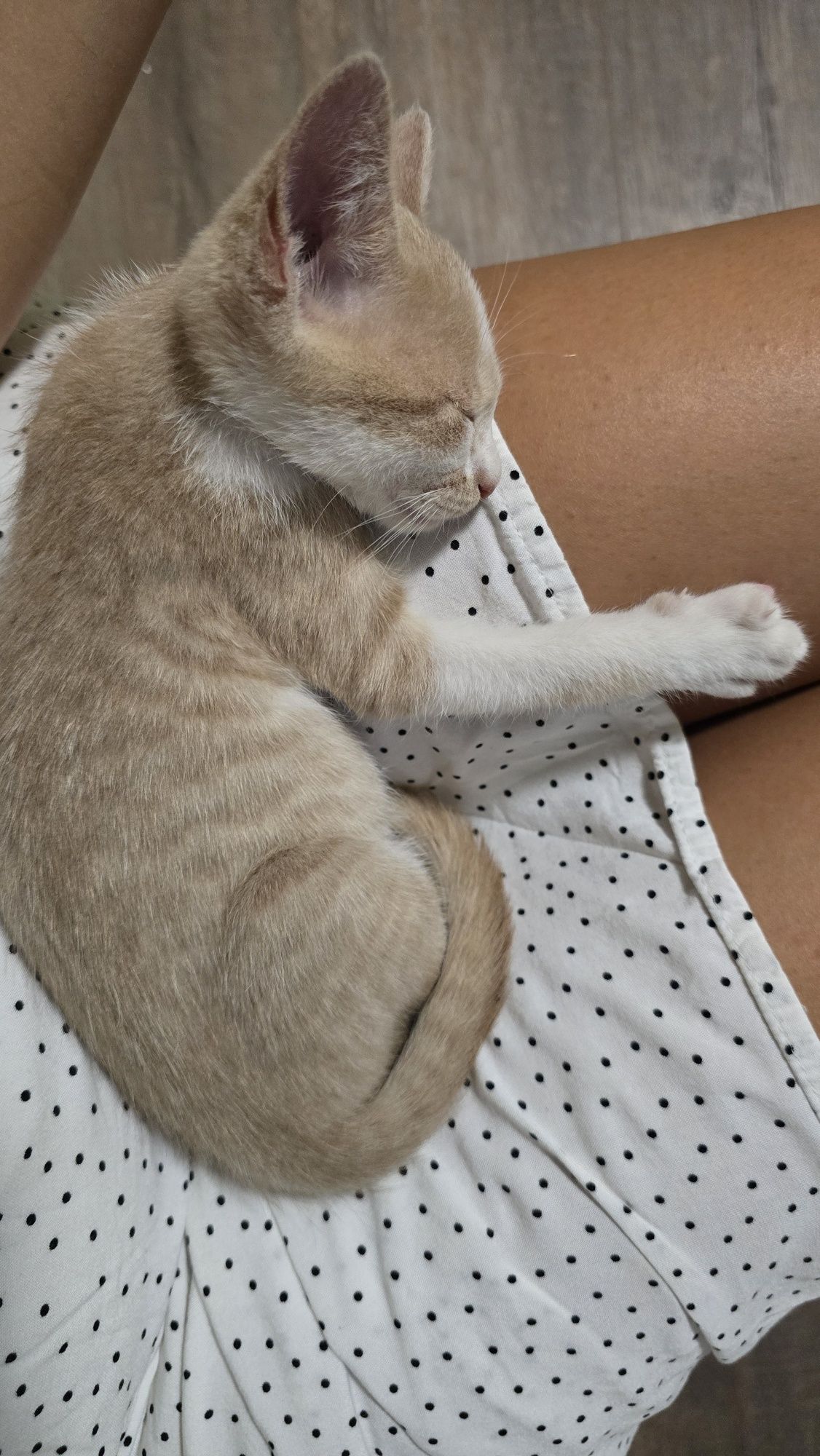 Бебе коте търси дом