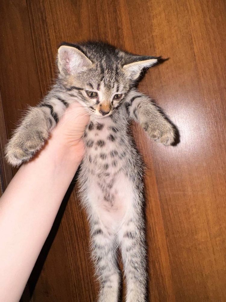 Котята в самые добрые руки