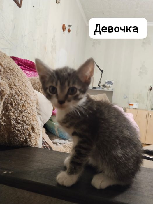 Отдам котят в хорошие руки