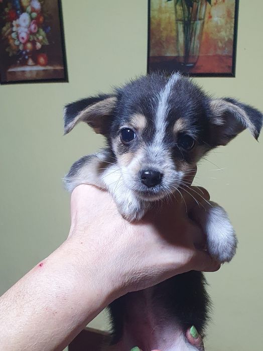 Подарявам сладки кученца