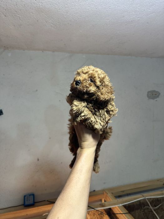 Мини пудел/poodle