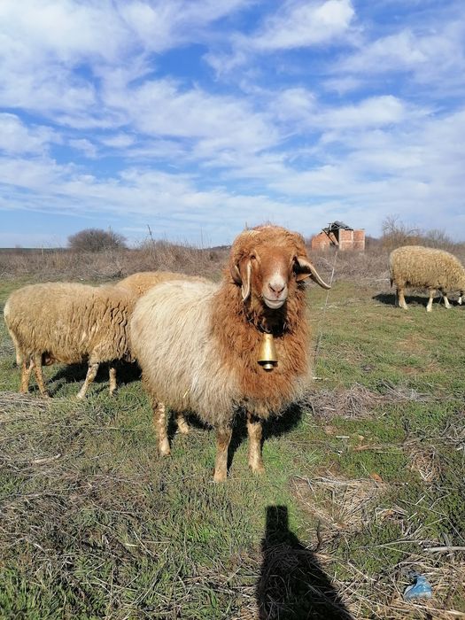 Коч АВАСИ 3 годишен