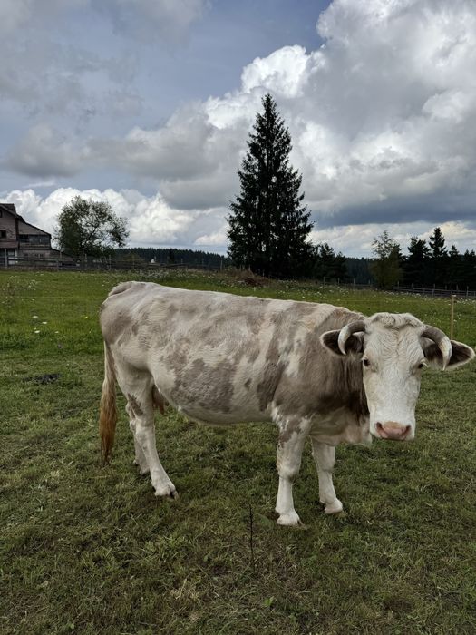 Vaca baltata romaneasca