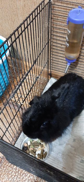 Кролик чёрный декоративный