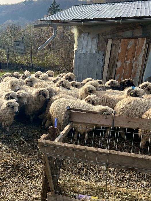 *OFERTA* Vand Oi Turcane