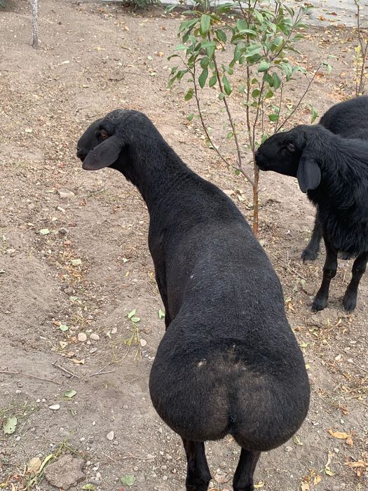 Кора кочкорлар сотилади