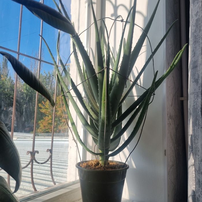 Алоэ лекарственое продам