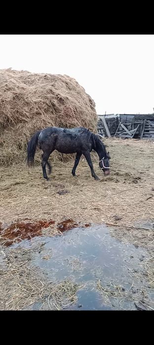Продам жеребца 6лет или обмен на баранов или на крс обученная запрегае