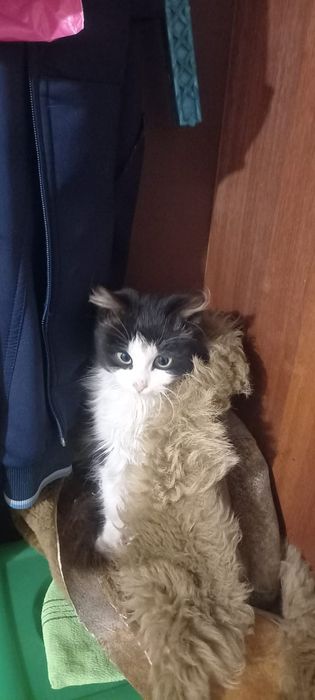 Мурзик 2 месяца котёнок