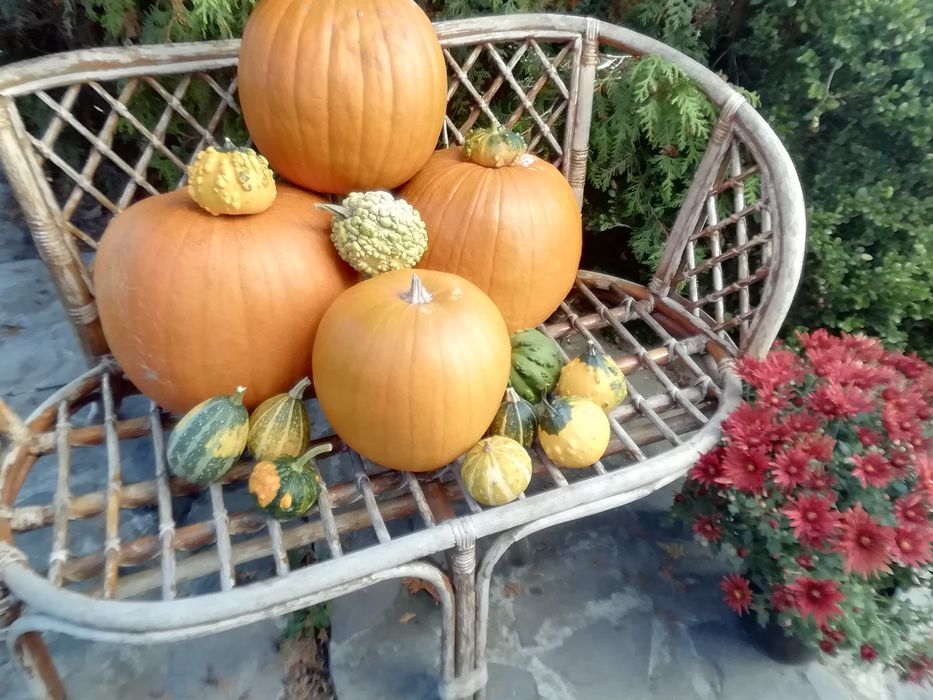 Vand dovlecei halloween.