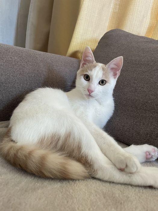 Търси се семейство за бяло котенце !!!