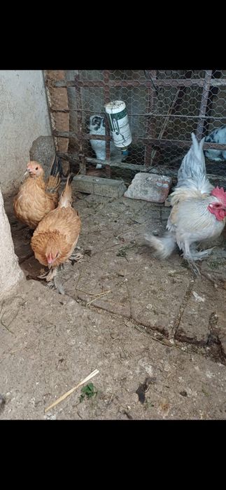 Cocos și gaini pitice