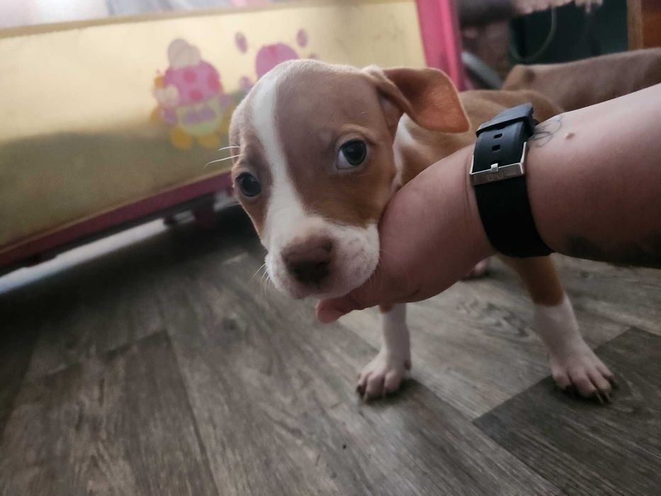 Американски питбул