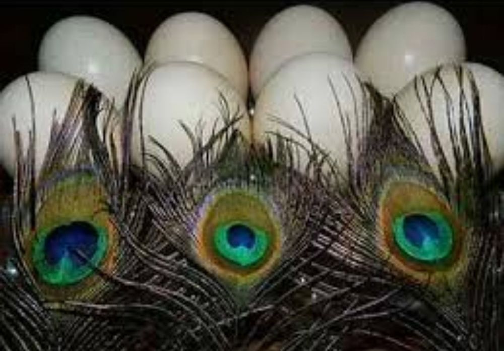 Яйца индийского павлина!