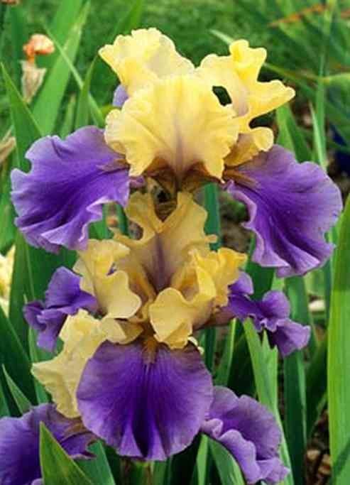 Продавам коренища на цветя Ирис – редки сортове
Цветове: бели, жълти,