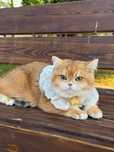 Вязка британский кот для вязки