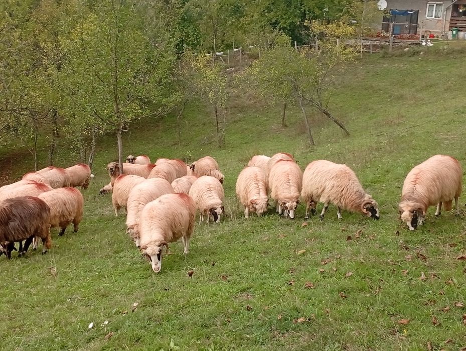 De vânzare oi bune de ținut
