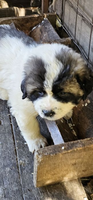 Ciobanesc de bucovina  femelă