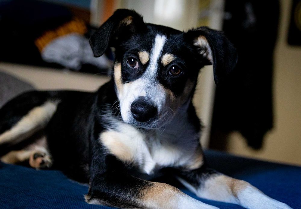 Milo își caută o familie (ADOPȚIE)